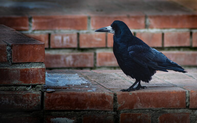 crow on the street