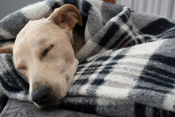 Light-haired dog lying on a puff in the living room on gray curtain background.