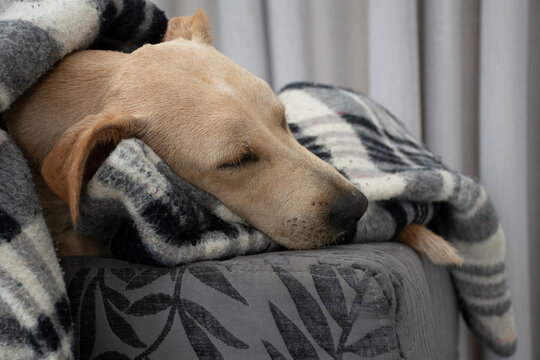 Tired dog sleeping under blanket on ottoman, sheet covering most of body, leaving only face uncovered, eyes closed. Dog taking a day nap. winter season spanding time. cozyness and funny dog.