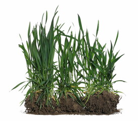 Green spring young wheat with soil isolated on white  