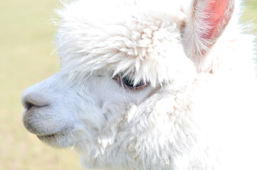 Fototapeta premium white alpaca portrait