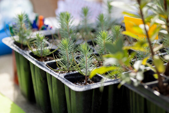 Plantones de pino. Concepto de reforestaci&oacute;n. 