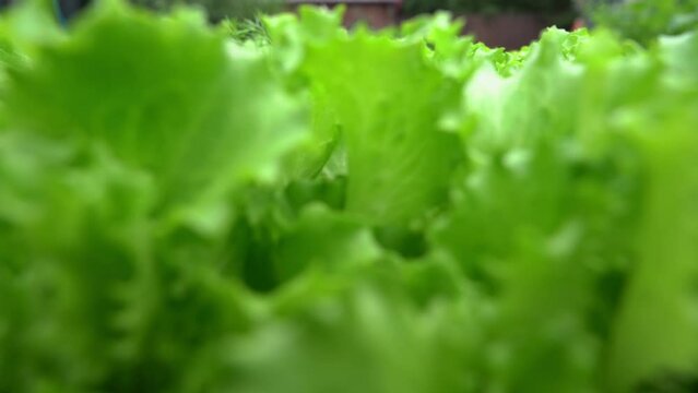 Close-up of fresh green lettuce leaves. Lettuce is a mixture for making salads. A video in a salad garden with perfect motion and a blur or bokeh effect in the background. High quality 4k footage