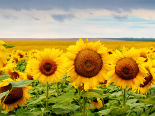 Summer landscape: field of blooming sunflowers on a background of cloudy sky. Sunflowers in the field close up