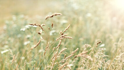 Summer background with green grass and spikelets of grass