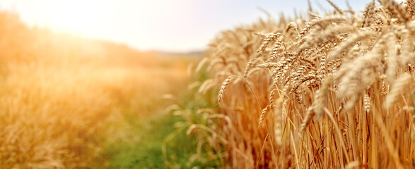 Wheat field with ripe spikelets in the sun. Rural landscape with a sunny wheat field - obrazy, fototapety, plakaty