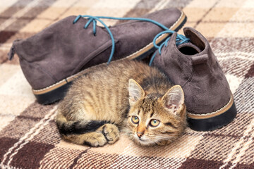 A cute little kitten is lying near  shoes