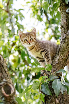 A small striped kitten sits high in a tree