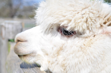 white alpaca portrait