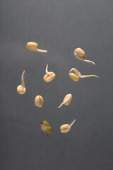 healthy food concept - mung sprouts isolated on grey background