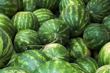background of ripe natural organic green watermelons.
