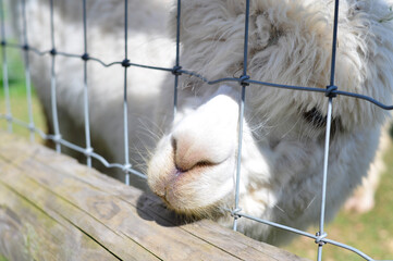 Lama in a cage sniffing 