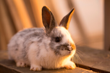 Domestic little rabbit on a bench