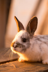 little rabbit sitting on a bench