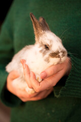 Obraz premium A young woman holds a small rabbit