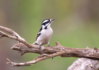 downy woodpecker on branch looking up