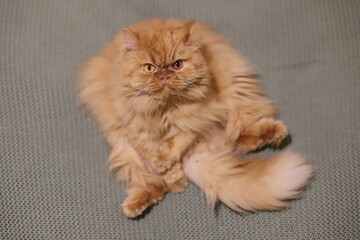 Funny persian cat sitting like human and looking up