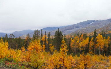 Autumn colorful tundra on the background mountain peaks in cloudy weather. Mountain landscape in Kola Peninsula, Arctic, Khibiny Mountains.