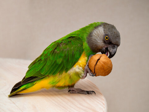 Poicephalus senegalus. Senegal parrot eating a walnut.