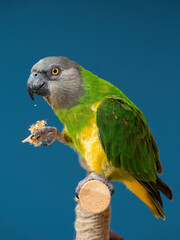 Poicephalus senegalus. Senegalese parrot sits on a perch and eats Senegal millet delicacy.