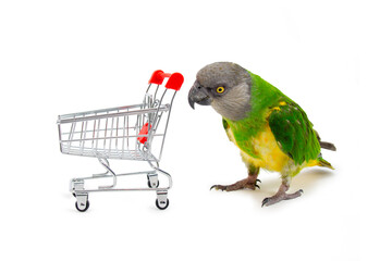 Poicephalus Senegal. Senegal parrot playing with a supermarket shopping cart in front of a white background