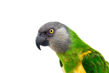 Obraz premium Poicephalus senegalus. Senegal Parrot on white background.