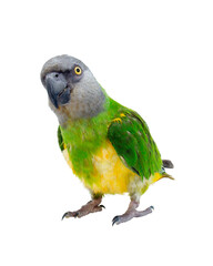 Poicephalus senegalus. Senegal Parrot on white background.