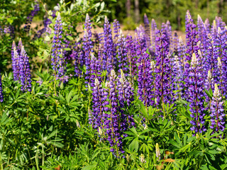Colorful blue and purple colorful vibrant lupine wildflowers in with bokeh blurred background