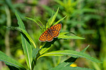 Beautiful butterfly in the forest on a blurred background. Beautiful nature view of butterfly on blurred greenery background in garden and sunlight with copy space using as background natural green p