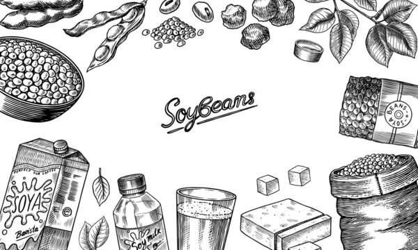 Soya Beans. Milk And Tofu. Soybean Sketch. Pod On Plant. Nuts And Seeds In Sack. Detailed Vegetarian Food And Leaves Drawing. Hand Drawn Illustration For Menu, Label, Icon Or Poster.