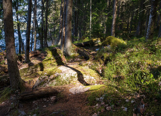 Magical fairytale forest. Coniferous forest covered of green moss. Mystic atmosphere.