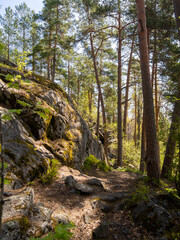 Magical fairytale forest. Coniferous forest covered of green moss. Mystic atmosphere.