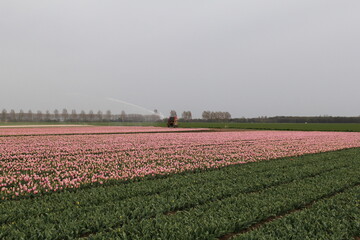 a bulb field with pink tulips and an irrigation reel in holland in spring