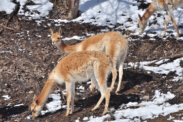 Naklejka premium Animals are a traditionally distinguished category of organisms, currently considered as a biological kingdom. Animals are the main object of study of zoology.