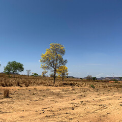 Obraz premium tree in the desert