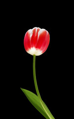 red tulip flower with green petal on black background