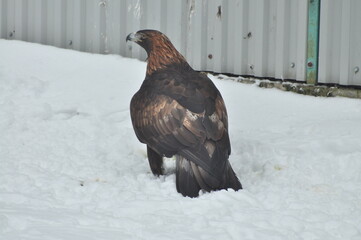 Animals are a traditionally distinguished category of organisms, currently considered as a biological kingdom. Animals are the main object of study of zoology.