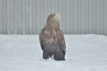Animals are a traditionally distinguished category of organisms, currently considered as a biological kingdom. Animals are the main object of study of zoology.