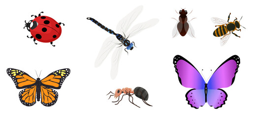 Vector set of insects. butterfly, dragonfly, ant, bee, fly, ladybug.