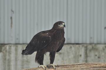 Animals are a traditionally distinguished category of organisms, currently considered as a biological kingdom. Animals are the main object of study of zoology.