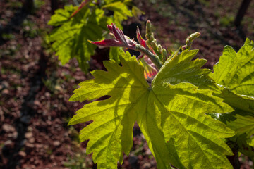 Early Vine shoots