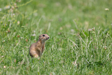 Naklejka na ściany i meble Gopher standing on the grass in a mountains pasture with fresh green grass in spring season.