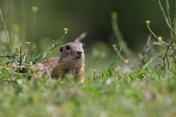 Naklejka na ściany i meble Gopher standing on the grass in a mountains pasture with fresh green grass in spring season.