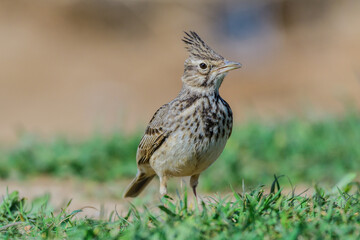 Common crested lark. Galerida cristata. A songbird with a crest on its head