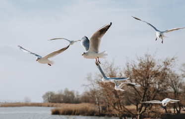 Beautiful white seagulls fly over the sea in the sky in sunny weather.