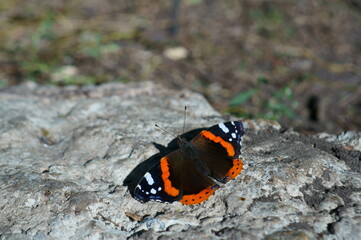 Fototapeta na wymiar Butterfly Admiral close-up on a stone.