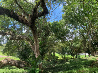 Fototapeta premium tree in the park
