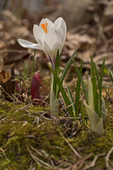 white crocus flower in the garden
