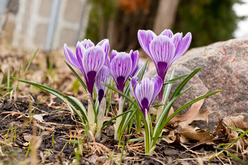 Group of purple and white striped crocus flowers blooming in the spring during the day. 