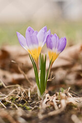 spring crocus flowers beginning to bloom outdoors during the day